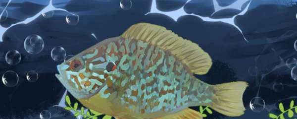 太阳鱼是淡水鱼还是海水鱼，可以在海水中生活吗