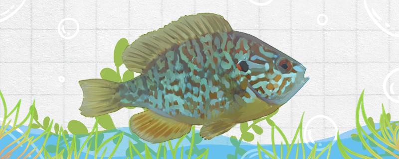 Is sunfish a freshwater fish? How to raise it