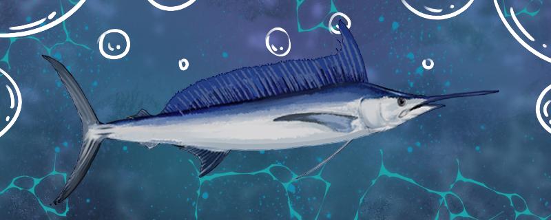 The difference between swordfish and marlin, and the difference between tuna