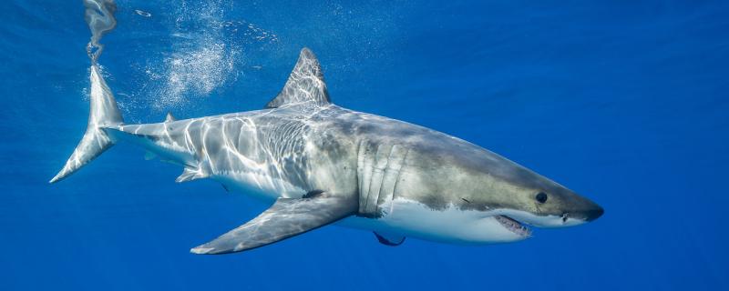 Can great white sharks be raised? How big are great white sharks