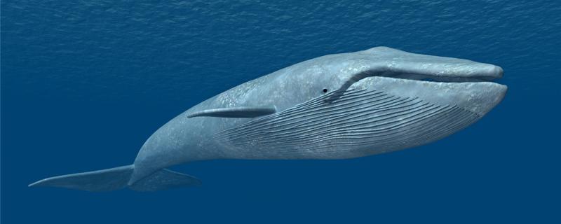 Which is bigger or more powerful, great white shark or blue whale