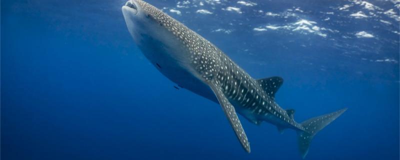 Is a whale shark a whale or a shark? What fish is it