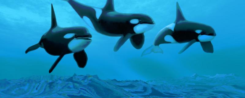 The reproductive mode of killer whales and how killer whales reproduce
