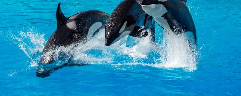 Is killer whale a kind of dolphin, what are the whales of dolphin family