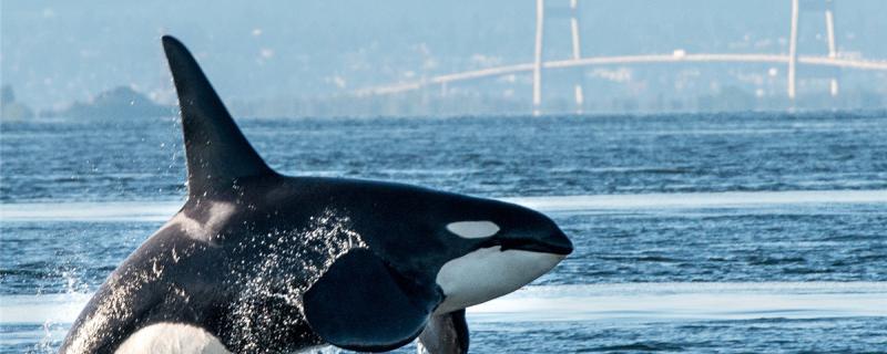 Why don't killer whales attack adult blue whales? Can killer whales beat blue whales