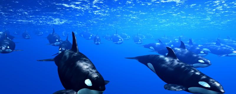 Who is powerful, tiger shark or killer whale? What shark does killer whale eat