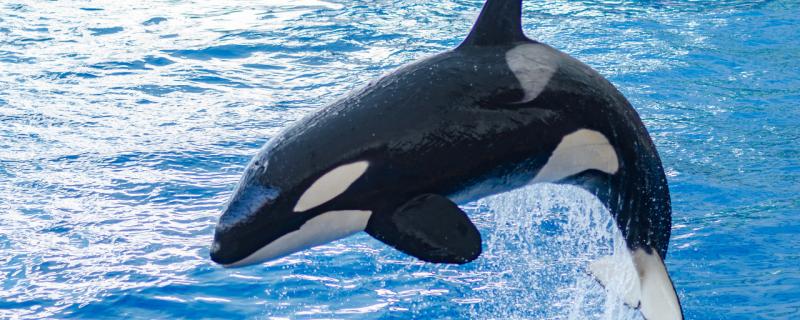Killer whales have no natural enemies. Why are they few in number and why are they endangered