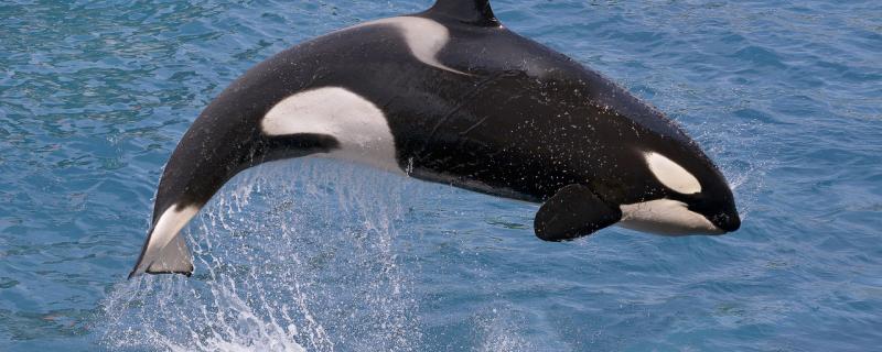 Who are the natural enemies of killer whales? Do you have anything you don't eat