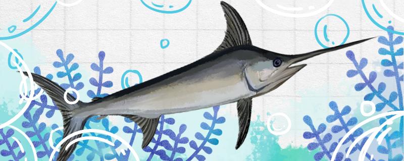 Introduction of swordfish, characteristics of swordfish