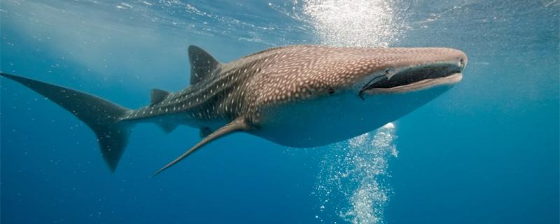 What are whale sharks and what is their relationship with whales