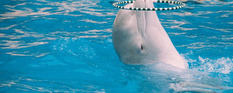 Why are beluga whales friendly to human beings? Which is docile, beluga whale or dolphin