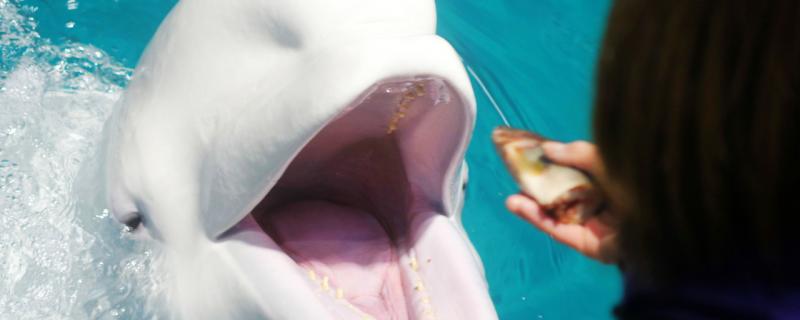 Does beluga whale have high IQ? What difference does it have with dolphins