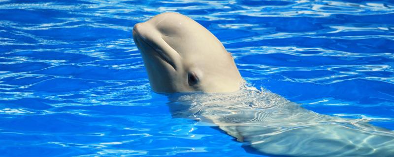 Why do beluga whales kiss people? Are they aggressive
