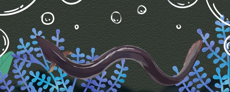 Where do eels live and what are their habits