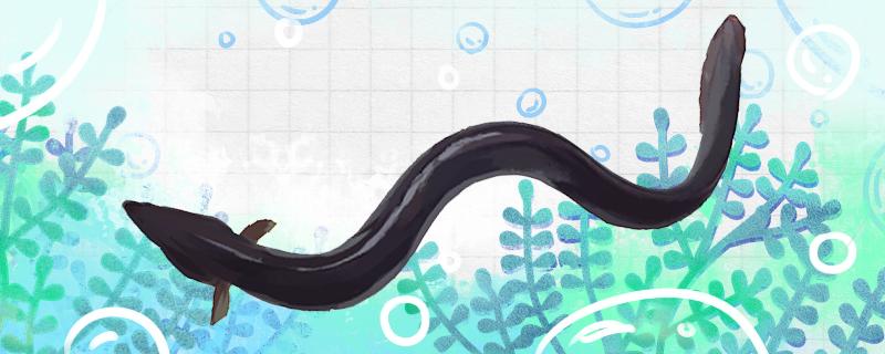 How long does the eel grow and live
