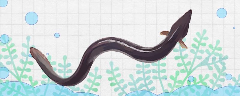 The difference between eel and Monopterus albus, and the nutritional value of eel