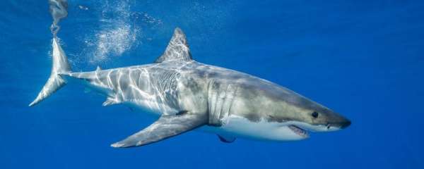 鲨鱼为什么能一直换牙，为什么会吃同类