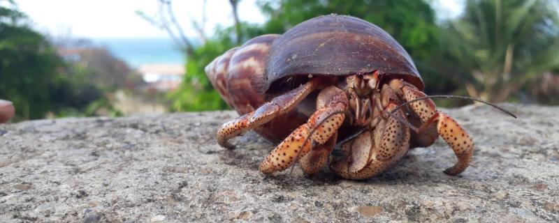 飼養(yǎng)寄居蟹注意事項(xiàng) 赤荔鳳冠魚(yú)