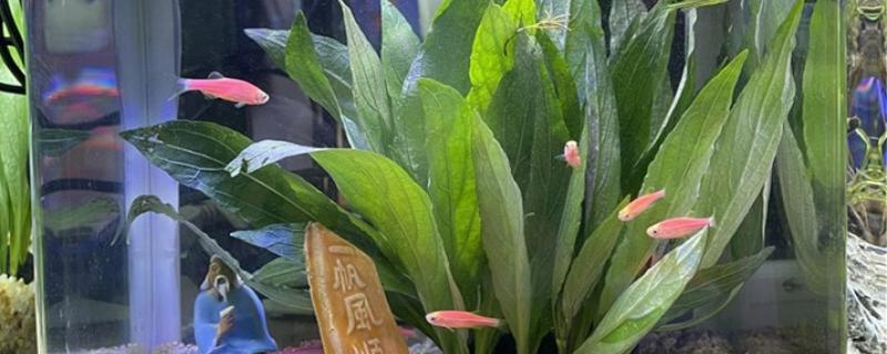 甲硝唑鱼缸用量