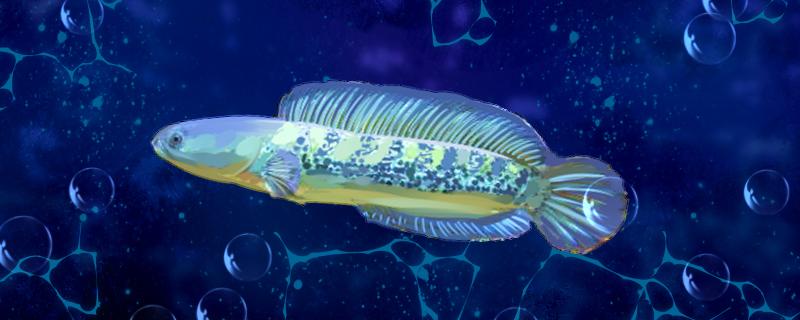 彩虹雷龙鱼吃什么