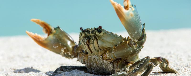 相手蟹冬天怎么養(yǎng) 祥龍魚藥系列