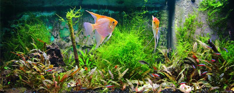 鱼缸里养水葫芦对鱼好吗