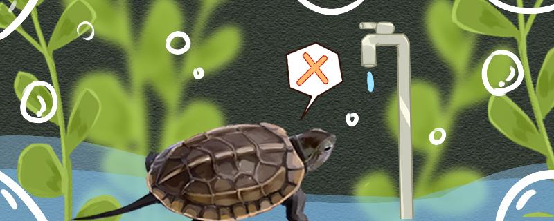 乌龟没有水会不会死