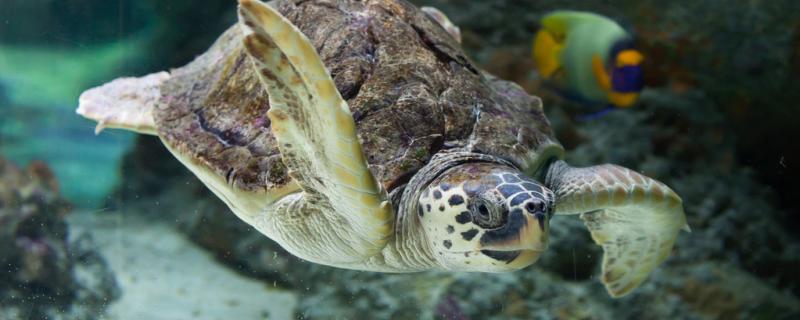 海龟挖坑下蛋埋蛋过程
