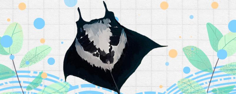 mantaray是什么鱼