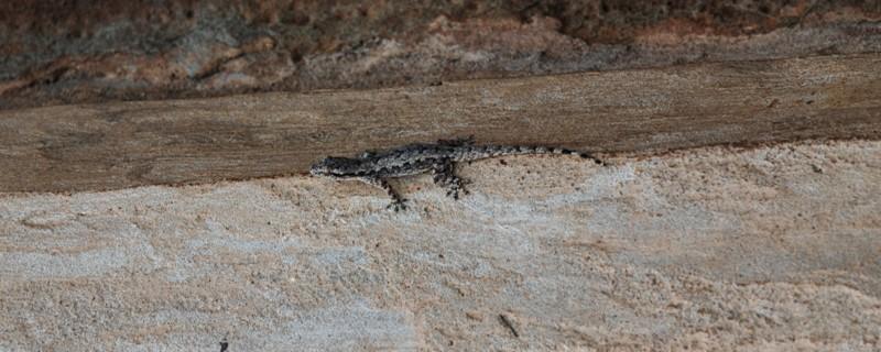 ヤモリは冬に凍えて死ぬか