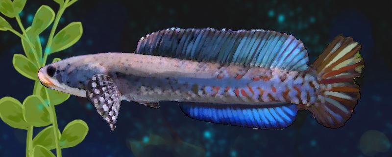 幻彩红宝石雷龙鱼怎么分公母