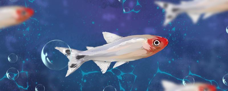 红鼻子剪刀鱼怎么繁殖 红尾平克鱼