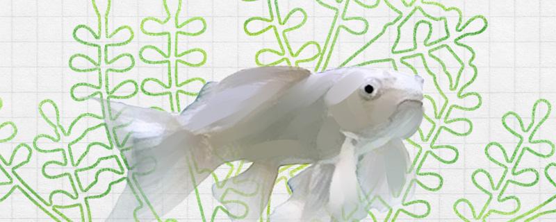 蝴蝶鲤炸鳞怎么治疗