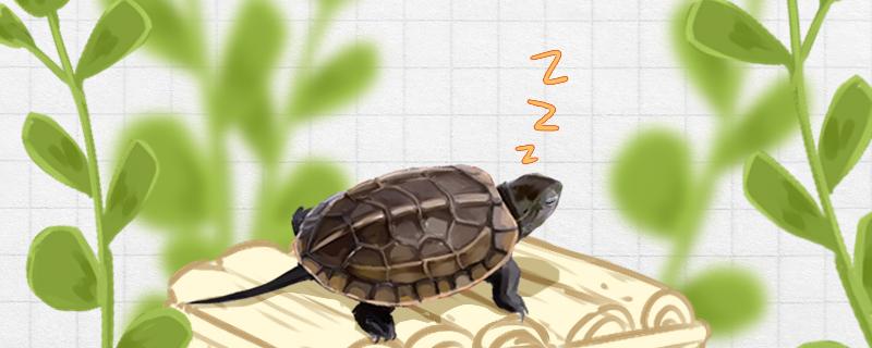 カメがずっと寝ているとはどういうことか