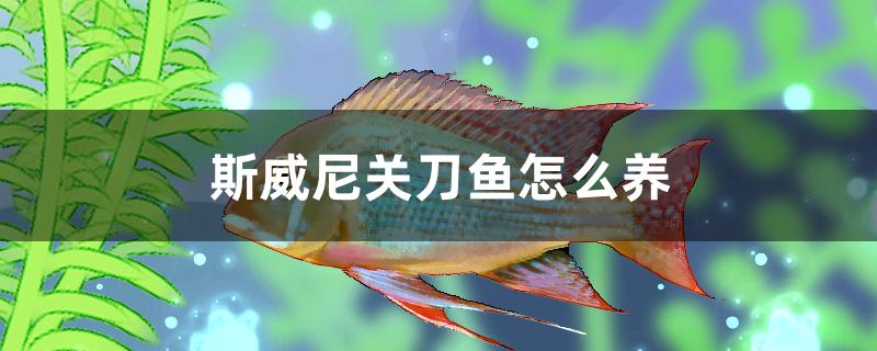 斯威尼關刀魚怎麼養