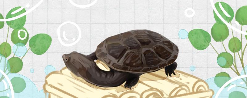 蛇颈龟是几级保护动物