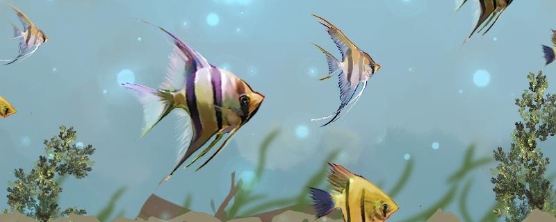 天使鱼养殖方法和注意事项
