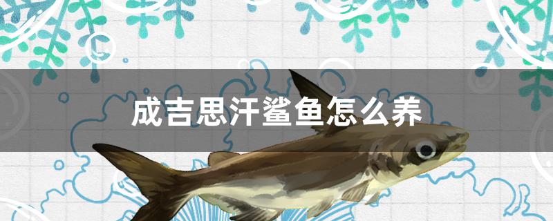 成吉思汗鲨鱼怎么养 - 鱼百科