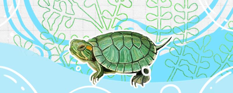 家里适合养公龟还是母龟