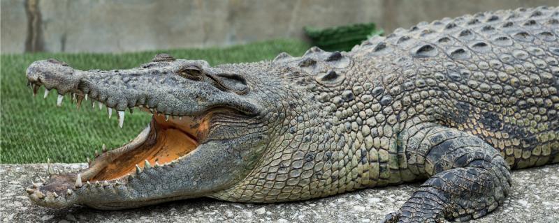 養殖ワニはどんな餌を食べているのか