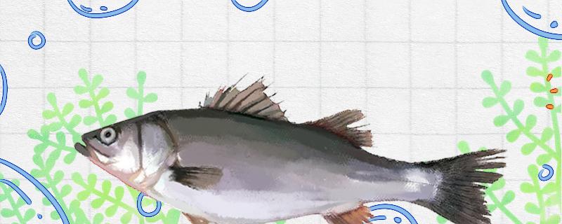 路亚淡水鲈鱼用什么饵 海水鱼