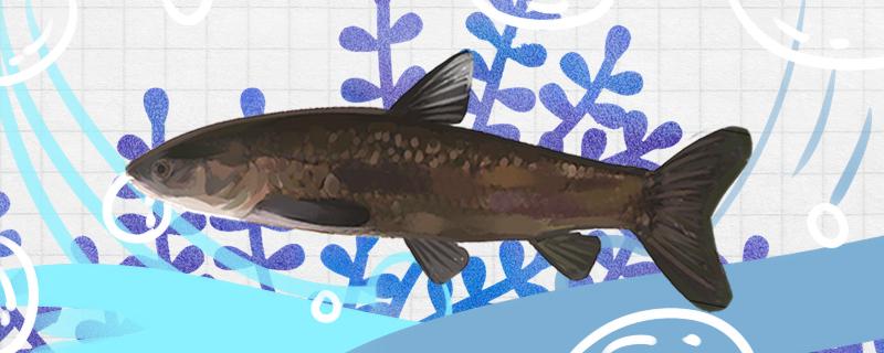 黑鲩鱼主要吃什么饵料 网上购买观赏鱼