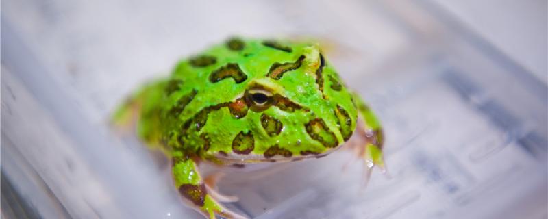What is the performance of horned frog sleeping in summer