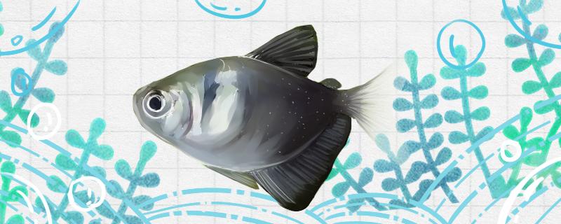 黑裙鱼可以和什么鱼混养