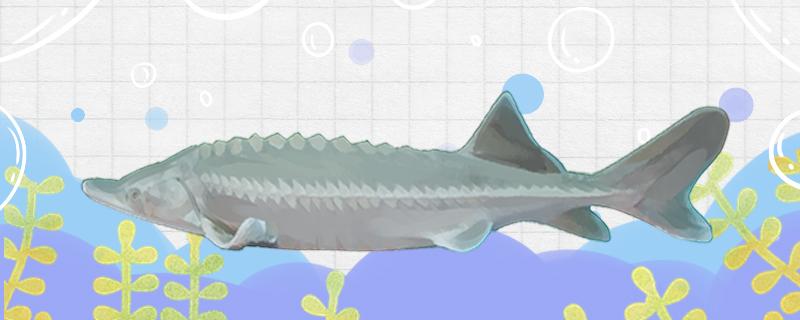 鲟鱼离开水能活多长时间