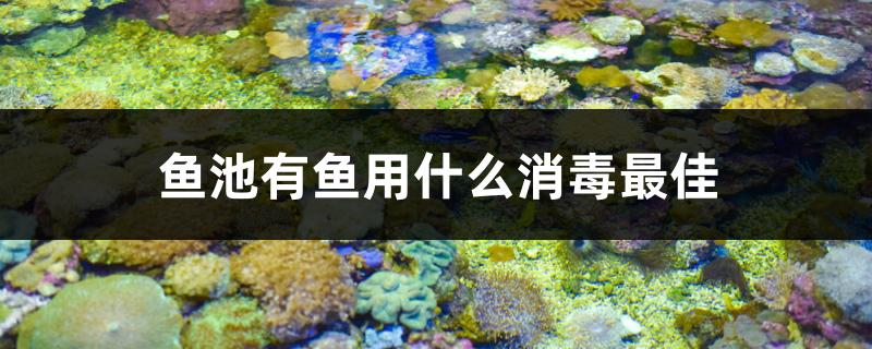 What is the best disinfection for fish in fish pond
